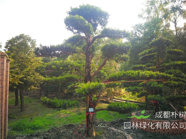 四川省-成都市-成都朴树园林苗木基地直销的13-26公分罗汉松价格怎么样？